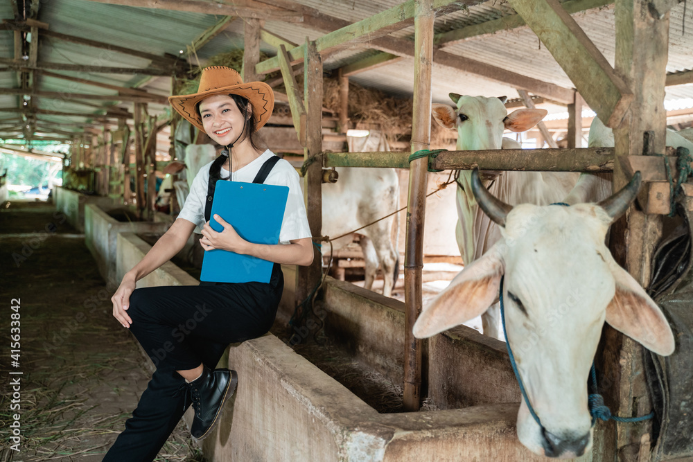 cowboy woman with a clipboard sits at a cow feeder while wearing a hat in a large cow shed on a cow background