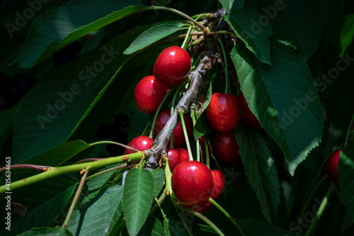 Ripe, red cherries on the tree lighted up by the sun.