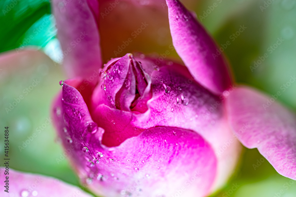 Macro shot of white-pink rose with water droplets on the leaf petals.