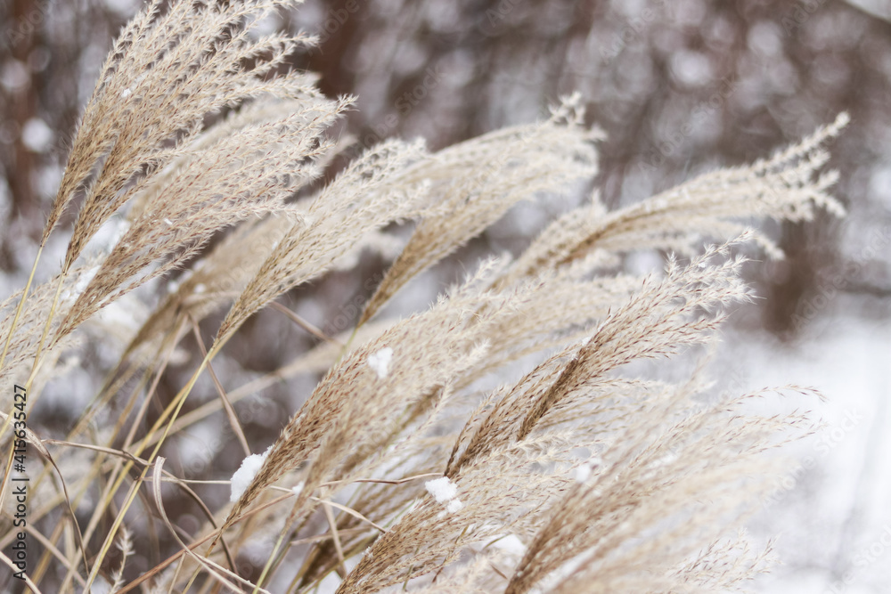 Obraz premium Dry beige panicles of plants in the snow in winter