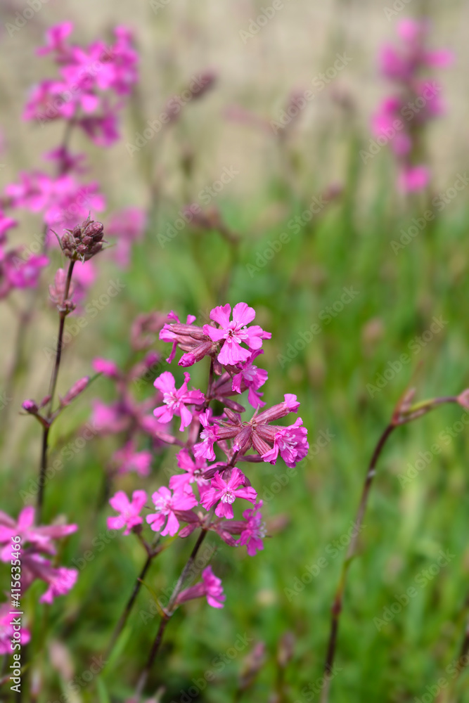 Sticky catchfly