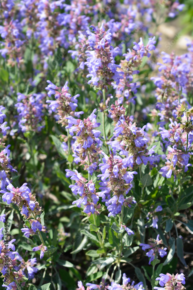 Obraz premium Common sage