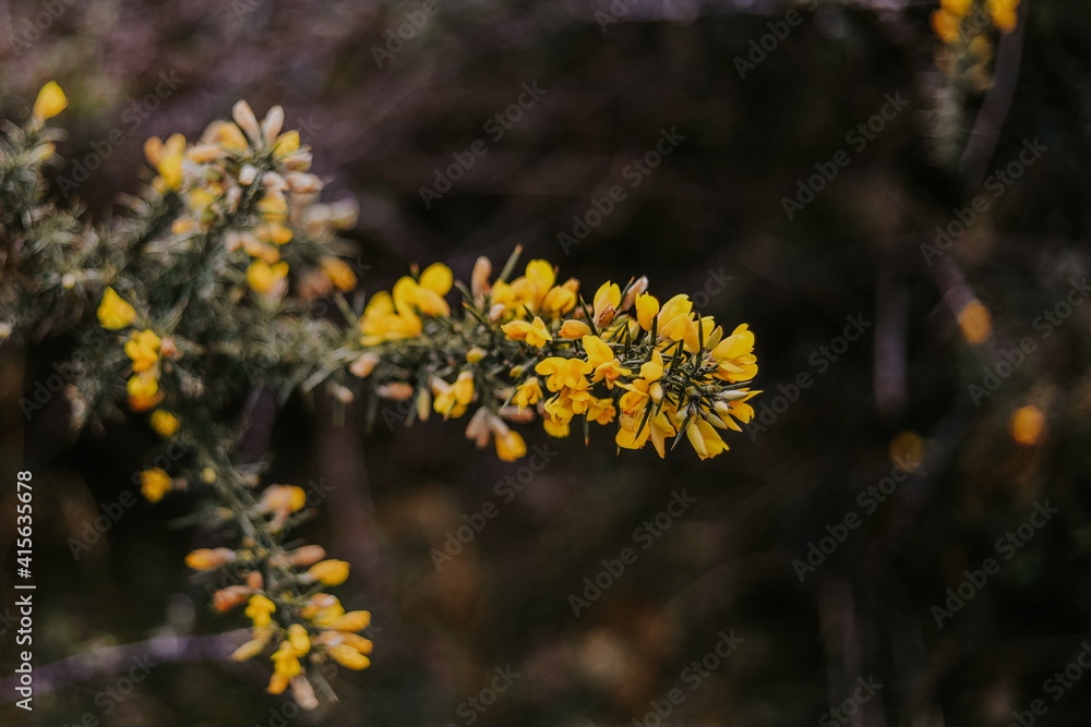 Wild endangered yellow flowers on mountain Wild endangered yellow flowers on mountain