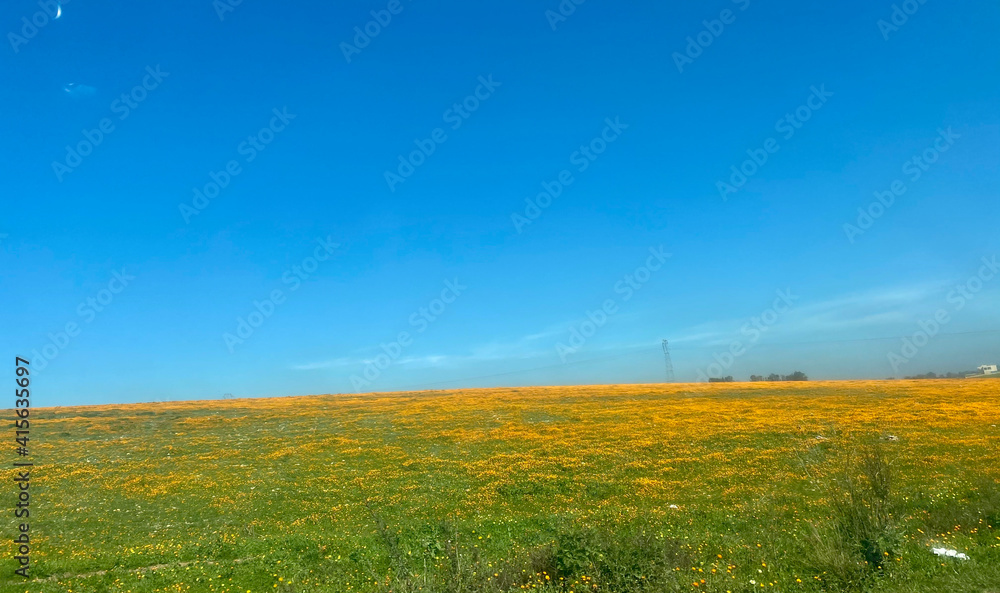 Obraz premium field of flowers