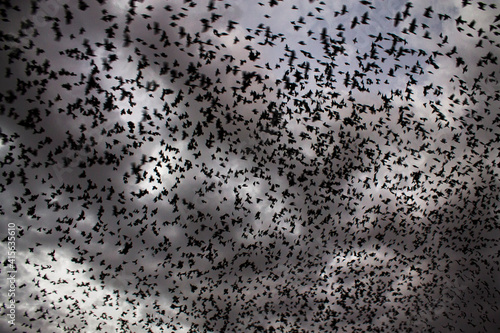 birds in the sky