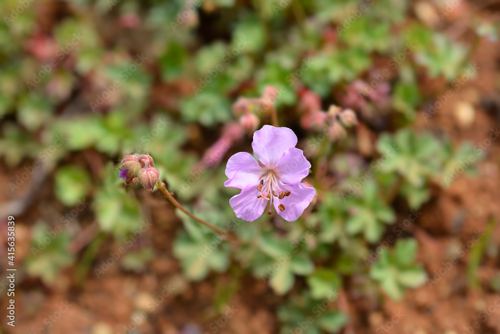 Fototapeta premium Dalmatian cranesbill
