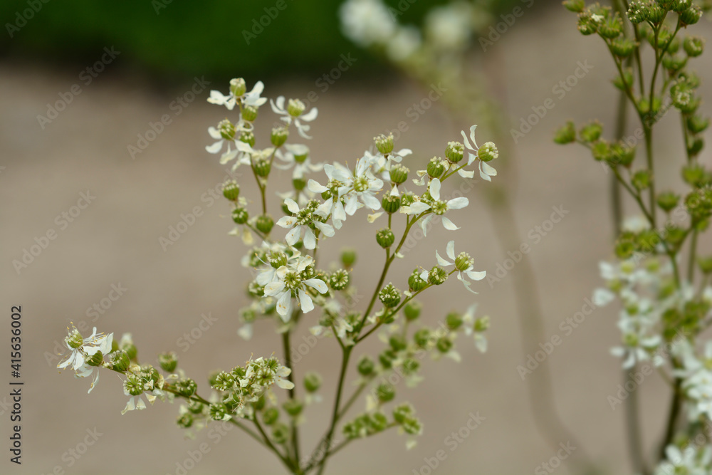 Fern-leaf dropwort Fern-leaf dropwort