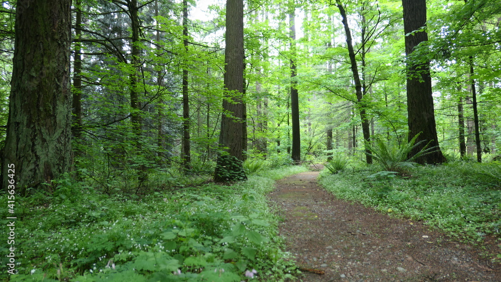 Obraz premium path in the forest