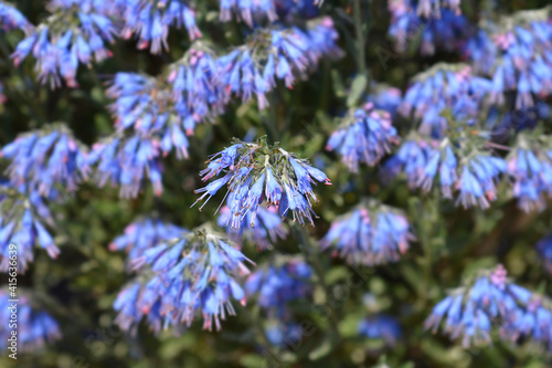 Balkan endemic blue flower