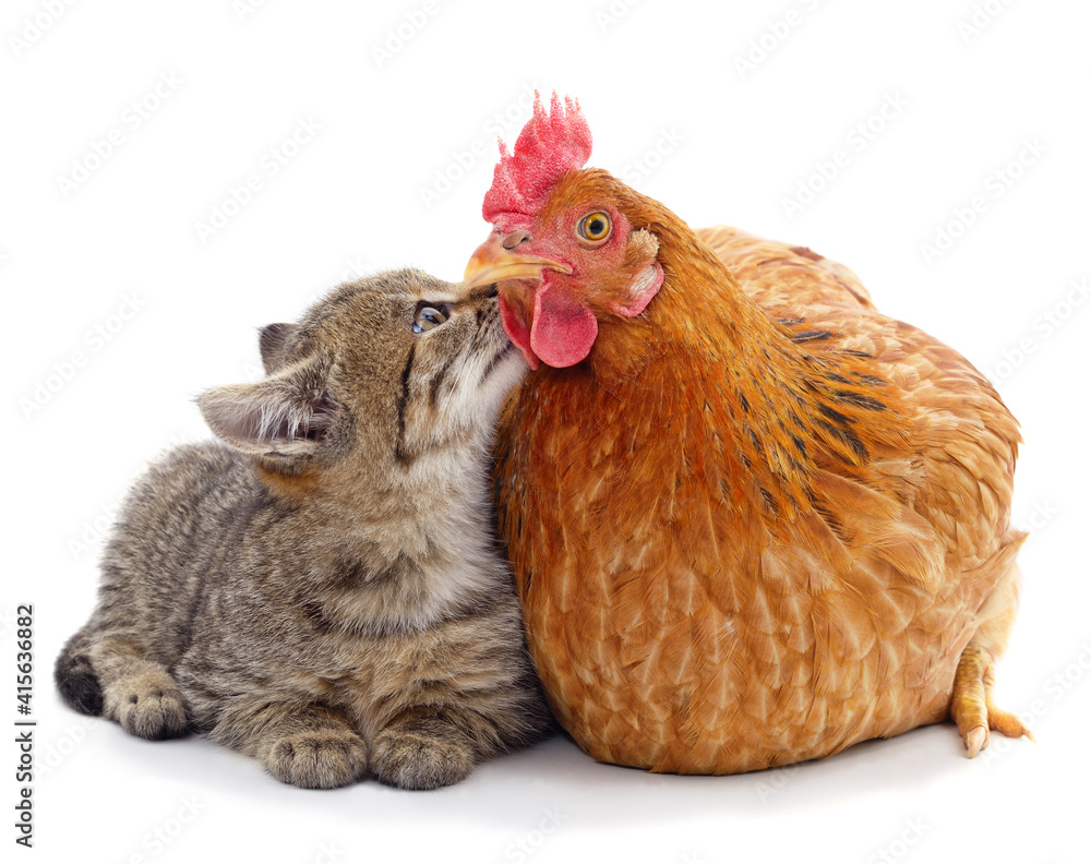 Kitten kissing a chicken.