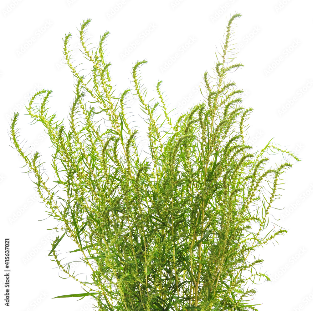 Naklejka premium Bunch of green grass.