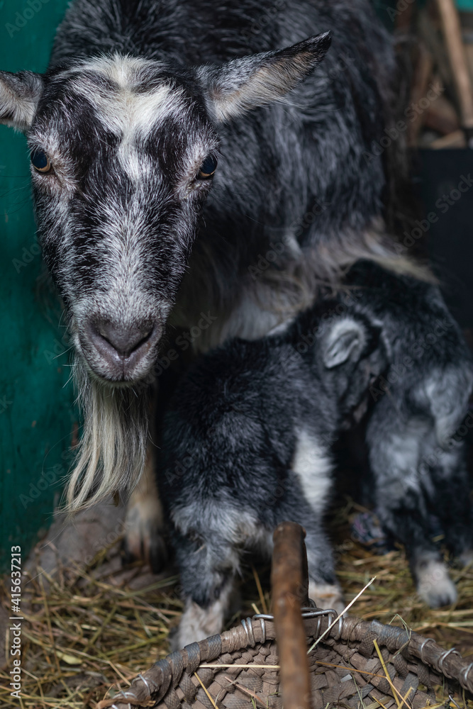 Home environment. The goat has just farrowed and protects its offspring. Small depth of field. Soft focus. A small paddock in a rustic style. Home environment. The goat has just farrowed and protects its offspring. Small depth of field. Soft focus. A small paddock in a rustic style.