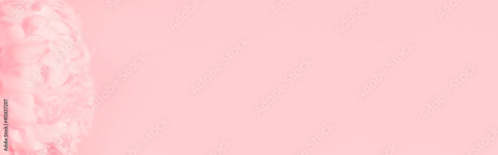 Banner with lush close-up chrysanthemum on pink background with copy space, empty text place. Flower shop advertising layout. Happy Valentine Day card. Minimalism. Beautiful gift certificate. Mockup