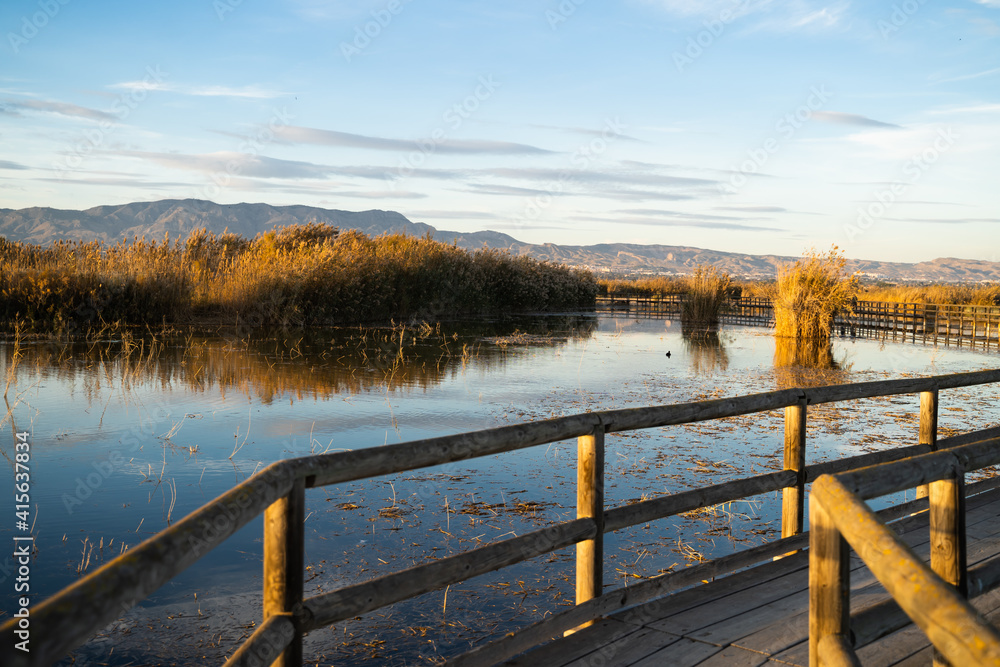 Obraz premium Wooden bridge over a lake with reflections in the water full of pampas leaves and reeds in the 'El Hondo' natural park at sunset. Elche, Alicante, Spain.