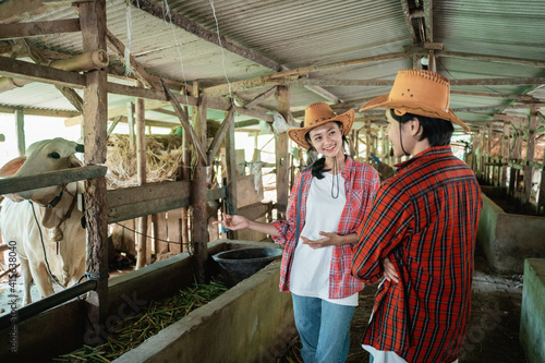 female cow farmer wearing a hat stands chatting with a male partner looking at the cows in the cow farm shed