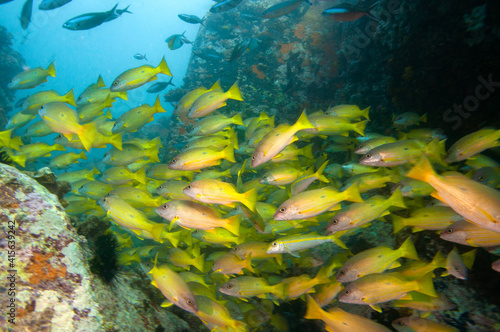 Underwater sea life, Tropical yellow fish, School of tropical yellow fish Bengal Snapper ( Lutjanus bengalensis ), Seychelles