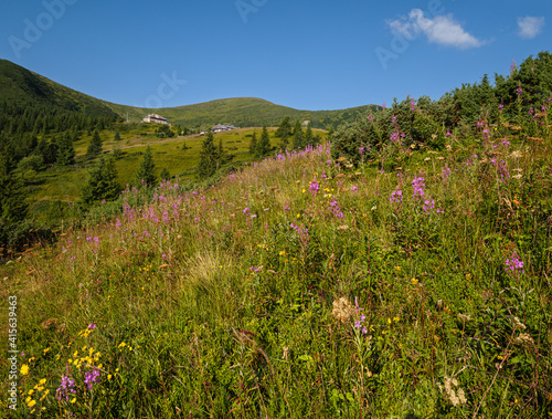 Pink blooming Sally and yellow hypericum flowers on summer mountain slope. In far - Pozhyzhevska weather and botanic stations (building was laid in 1901), Chornohora ridge, Carpathian, Ukraine.