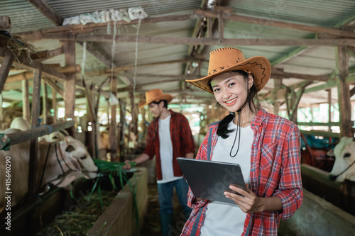 woman cattle farmer using a tablet with a background of workers feeding cows with hay in cattle sheds