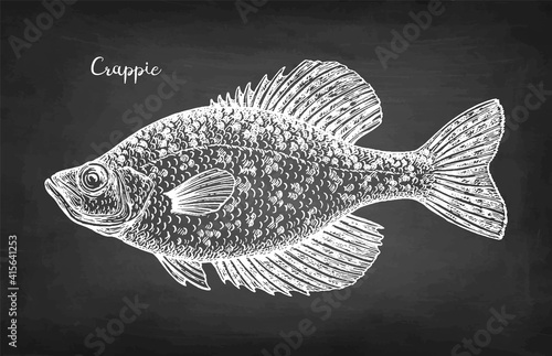 Crappie fish chalk sketch