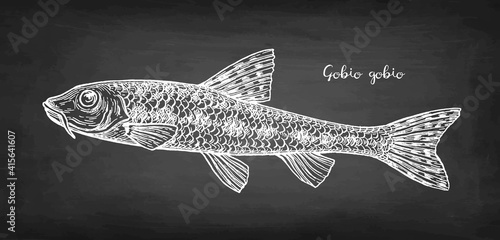 Gobio gobio fish chalk sketch
