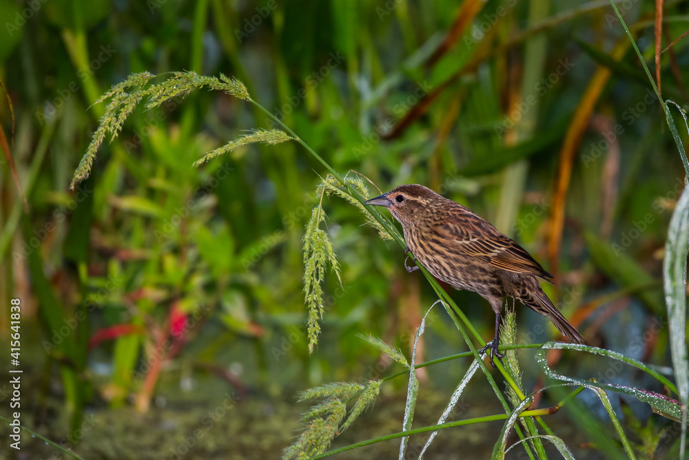 Fototapeta premium Female Red-winged Blackbird 