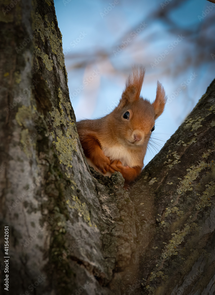 light brown sciurus sits on a tree light brown sciurus sits on a tree