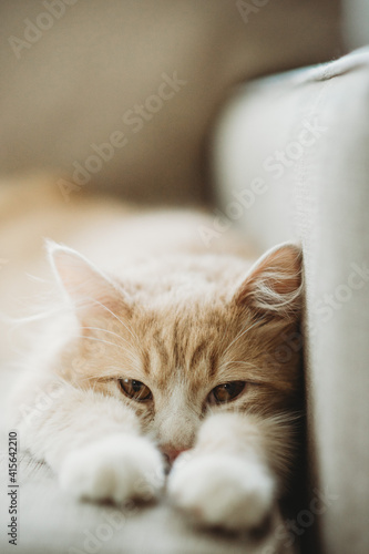 Fototapeta Naklejka Na Ścianę i Meble -  cat laying on couch