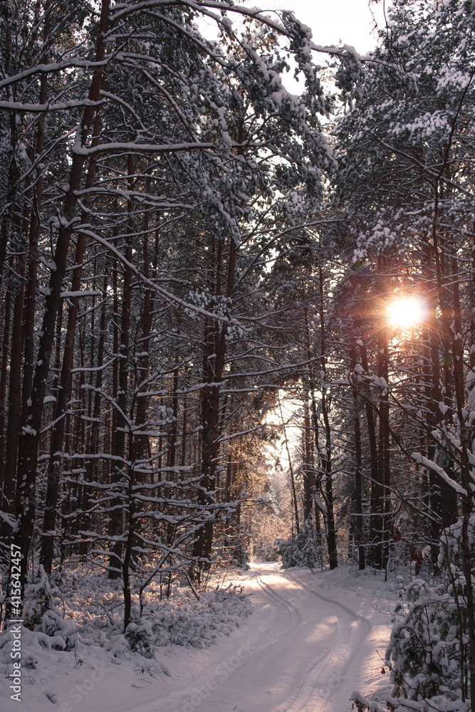 Snow road in a sunny winter forest