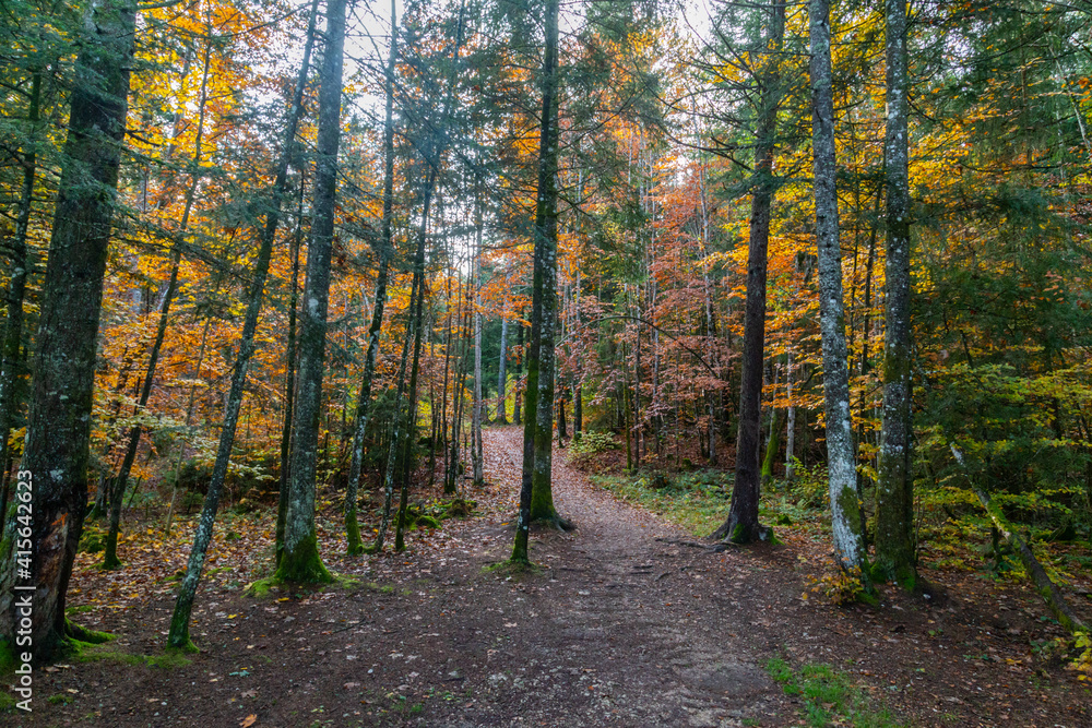 Obraz premium Couleurs d'automne le long du chemin d'accès au belvédère du saut du Doubs, une cascade à la frontière entre la France et la Suisse
