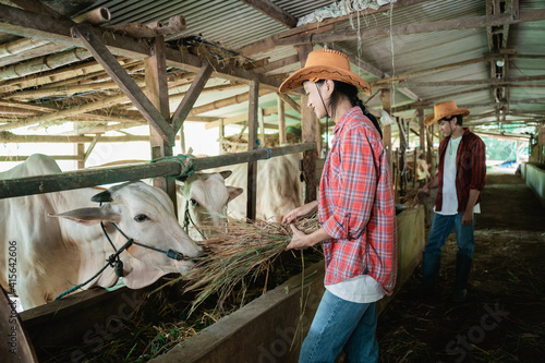 a beautiful woman wearing a smiling hat while taking care of a feeding cow in the background of a cow pen