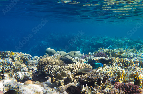 Coral reef landscape under water and fish