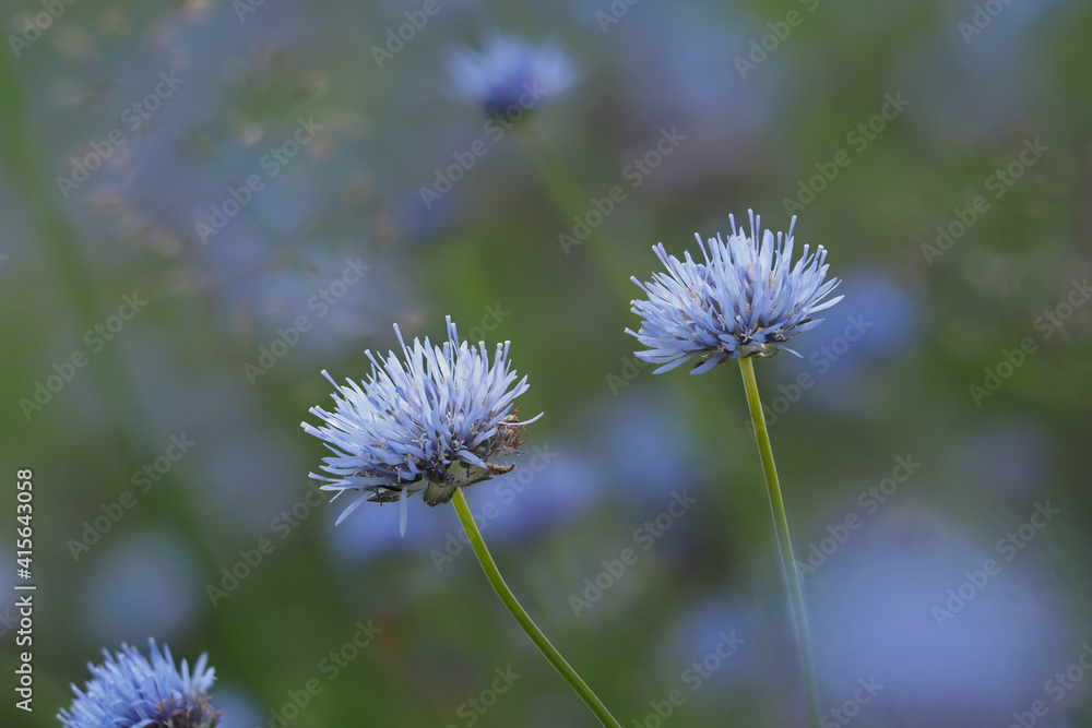 custom made wallpaper toronto digitaldie hellblauen blüten der sandglöckchen auf einer wiese, lat. jasione