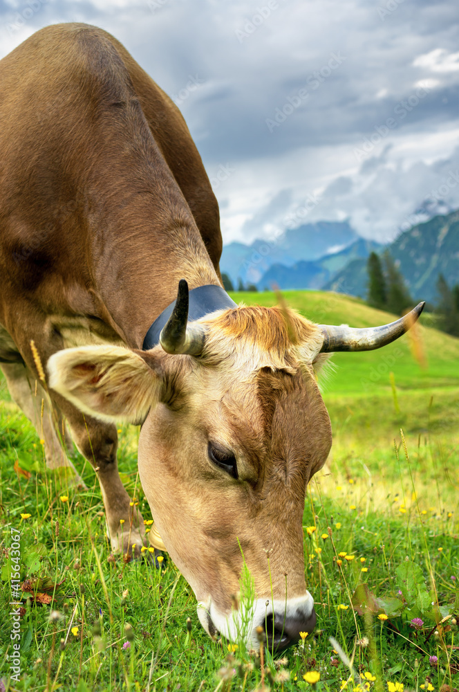 Cow grazing in the Alps, Bavaria Germany
