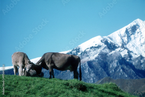 Vintage cows in mountain