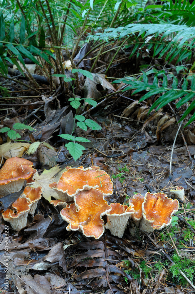 Woolly Chanterelle (Gomphus floccosus) with ferns Stock Photo Adobe Stock