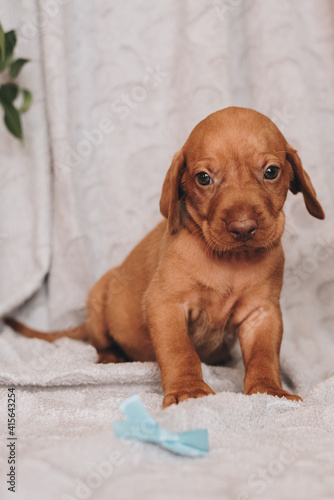 portrait of a puppy