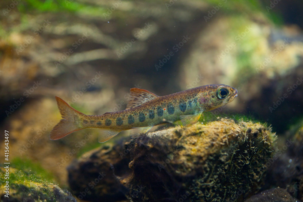 Pinto or juvenile Salmon. Cultivation of autochthonous Atlantic salmon juveniles at the Arredondo Ichthyological Center. Cantabria. Spain. Europe Pinto or juvenile Salmon. Cultivation of autochthonous Atlantic salmon juveniles at the Arredondo Ichthyological Center. Cantabria. Spain. Europe