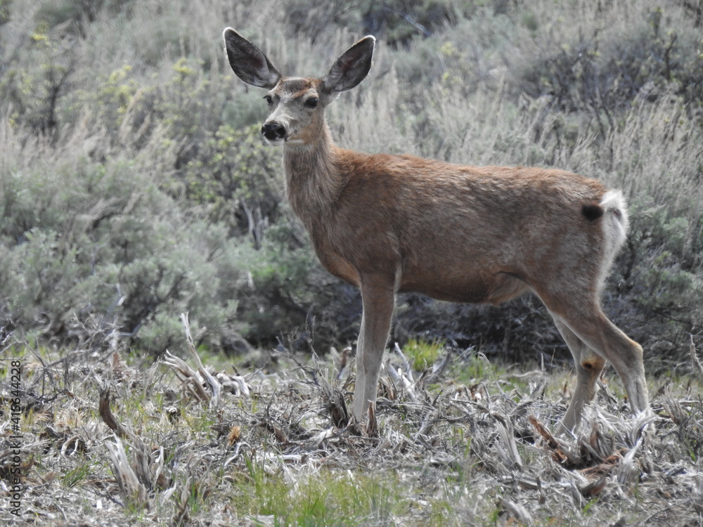 A mule deer doe roaming the sagebrush meadows in the Sierra Nevada Mountains, Mono County, California. A mule deer doe roaming the sagebrush meadows in the Sierra Nevada Mountains, Mono County, California.