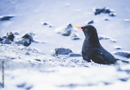 common blackbird (Turdus merula) plays in the snow