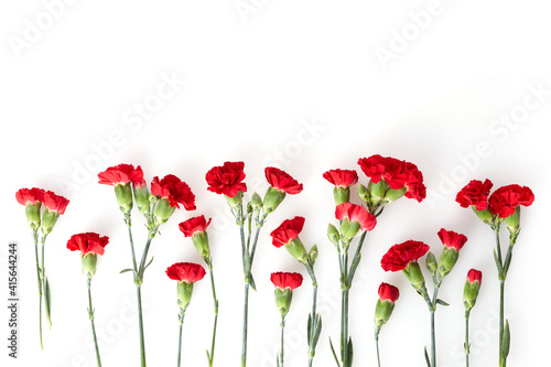 Beautiful red carnation flowers isolated on white background