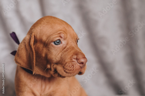 portrait of a dog