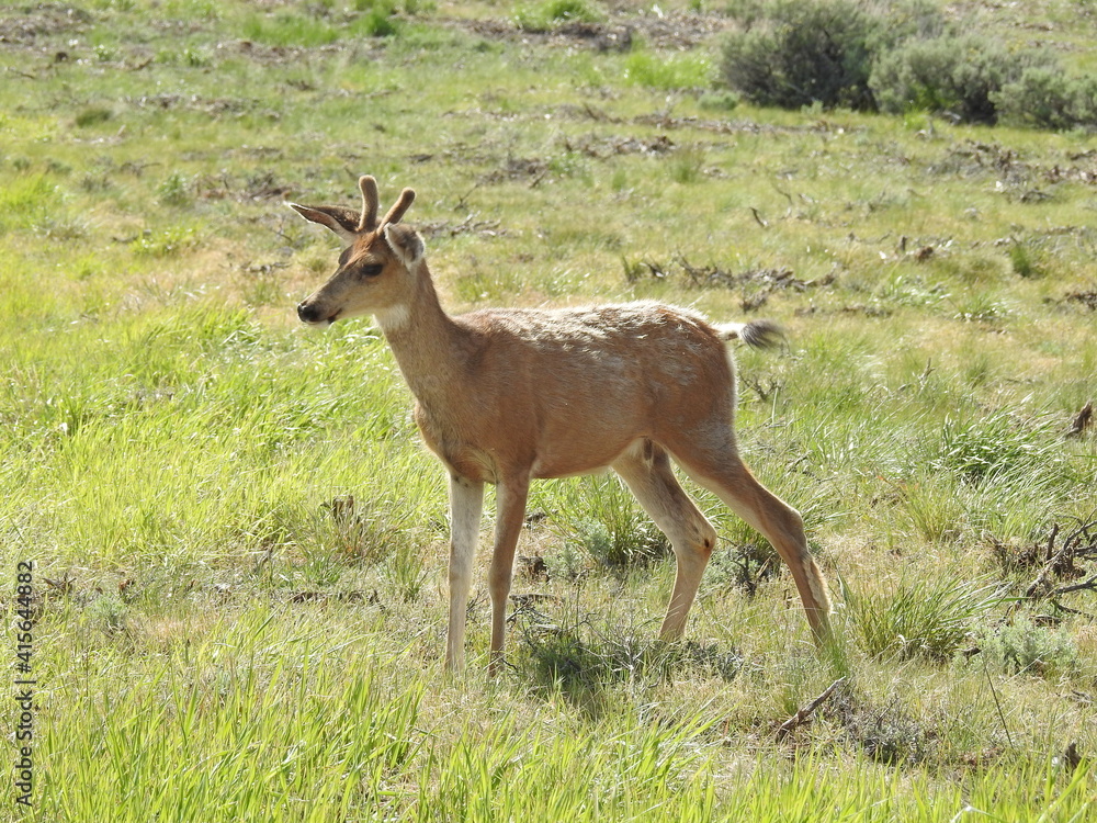 A small mule deer buck, with his spiked antlers in velvet, roaming the Sierra Nevada Mountains, Mono County, California. A small mule deer buck, with his spiked antlers in velvet, roaming the Sierra Nevada Mountains, Mono County, California.