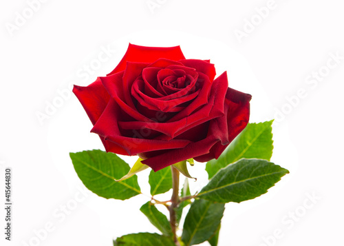 Dark red rose isolated on white background.