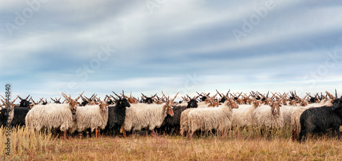 Racka sheep Hortobagy National Park, Hungary photo