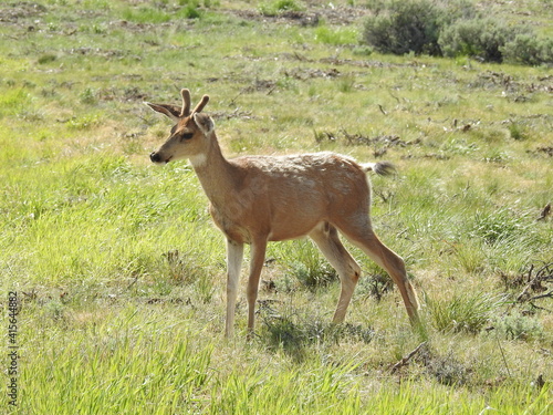 A small mule deer buck   with his spiked antlers in velvet  roaming the Sierra Nevada Mountains  Mono County  California.