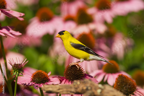 American Goldfinch on purple coneflower photo