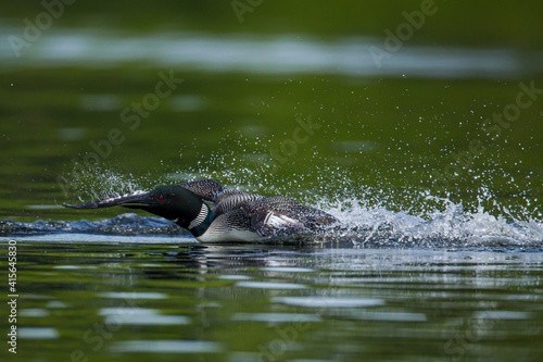 Common Loon landing on lake taken in central MN