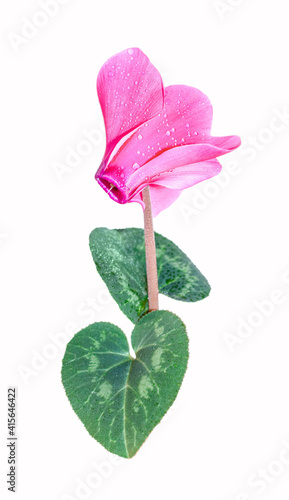 A pink cyclamen flower and green leaves with water drops on white background