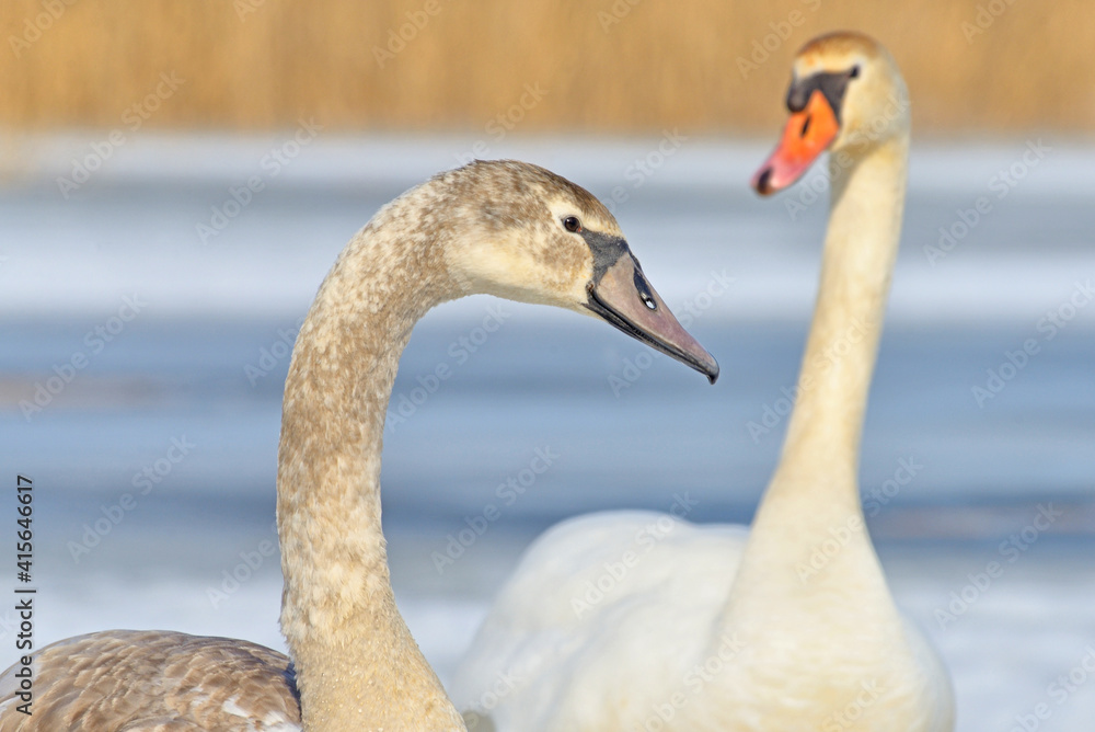 Obraz premium Swan on a winter pond.