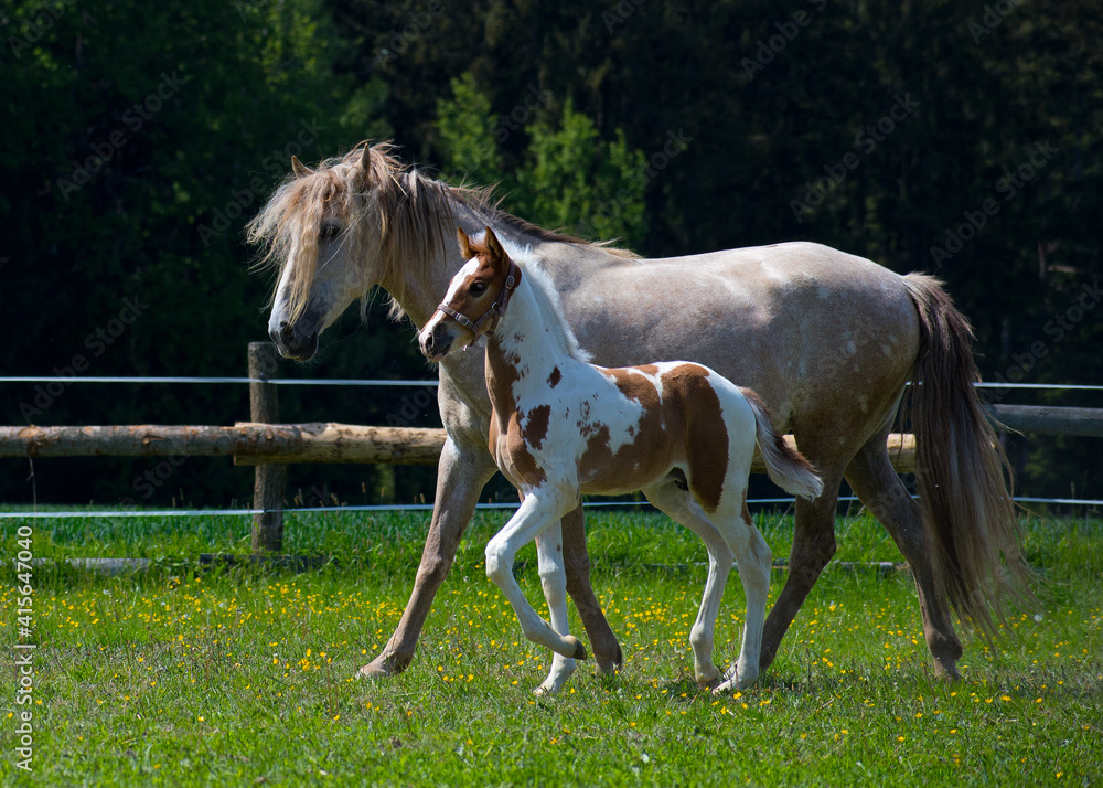 A mare with a foal runs in a paddock in a meadow A mare with a foal runs in a paddock in a meadow